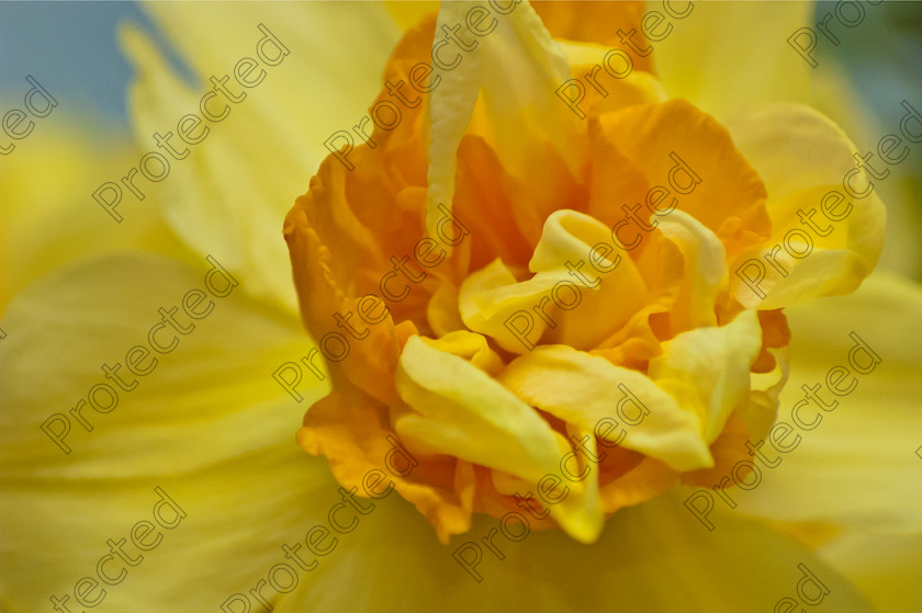 Daffodil-002