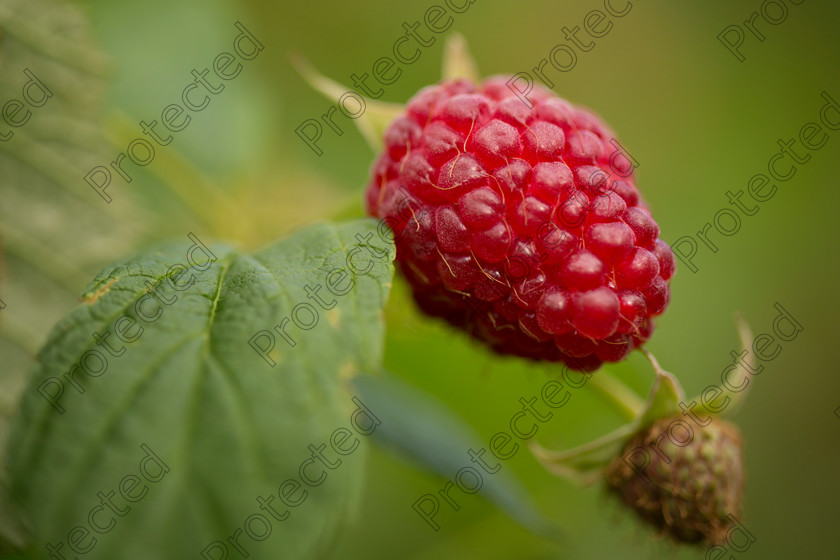 Raspberries-001 
 Raspberries on a branch 
 Keywords: autumn, background, beautiful, berry, branch, bunch, bush, close-up, color, cultivated, eating, farm, food, freshness, fruit, garden, gourmet, green, group, growth, harvesting, healthy, ingredient, juicy, leaf, lifestyle, macro, natural, nature, nobody, organic, outdoors, overripe, picking, plant, purple, raspberry, raw, red, refreshment, ripe, summer, sweet, thorn, twig