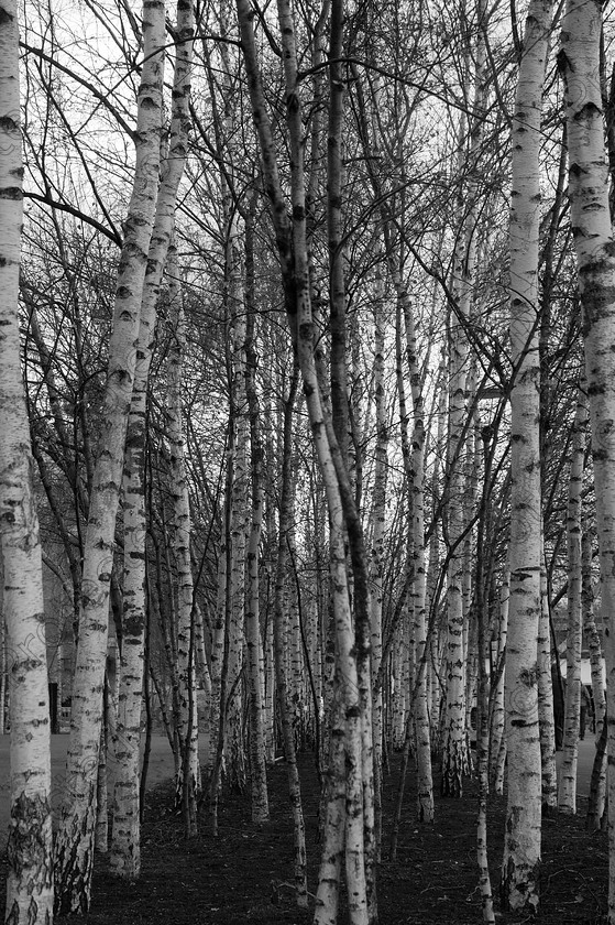 UK London DSC 0101 
 Grove of birch trees 
 Keywords: background, beautiful, beauty, birch, black, branch, bright, environment, foliage, forest, grove, landscape, monochrome, nature, peaceful, serene, stem, tranquil, tree, trunk, white, wood