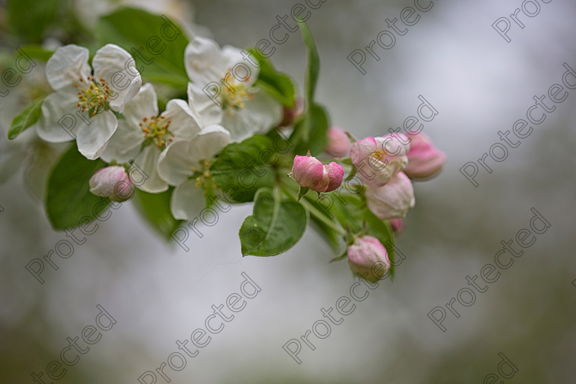 Apple-blossom 
 Apple blossom 
 Keywords: apple, blossom, flower, spring, tree, branch, close up, background