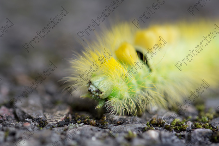 Caterpillar-002 
 Yellow caterpillar 
 Keywords: yellow, fluffy, stalk, caterpillar, background, green, red, black, health, wildlife