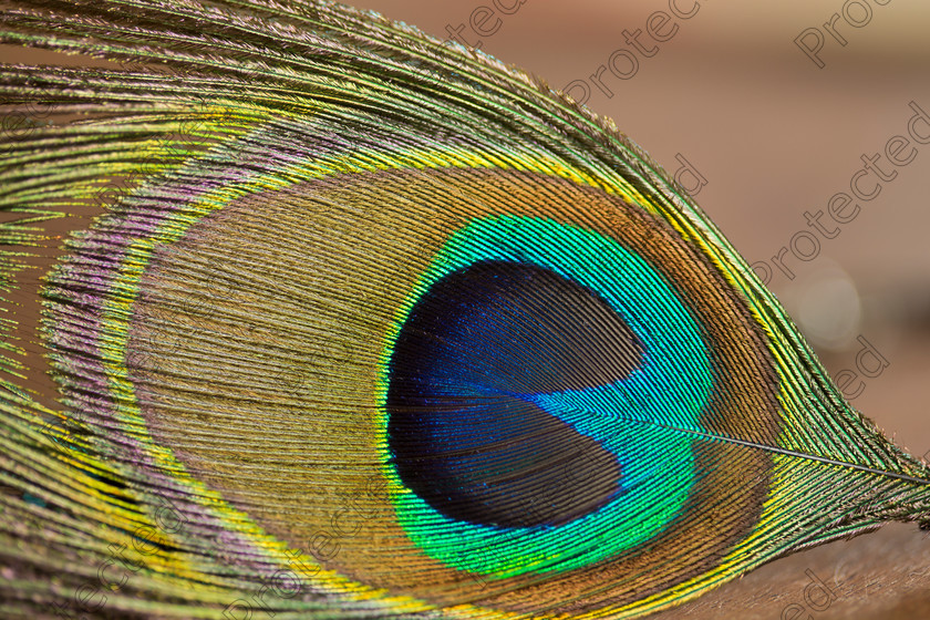 6H1C8859 
 Feather 
 Keywords: birds, feather details, feathers, greens, macro, peacock, peacock feathers