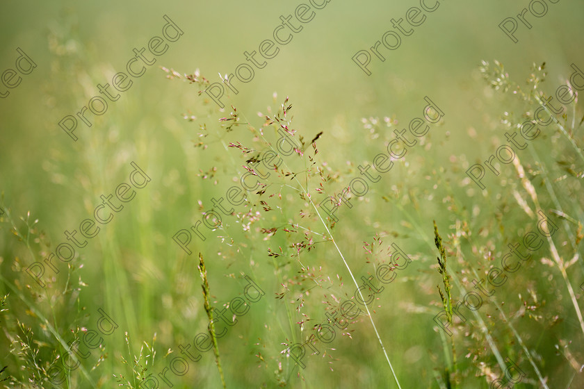 Grass-003