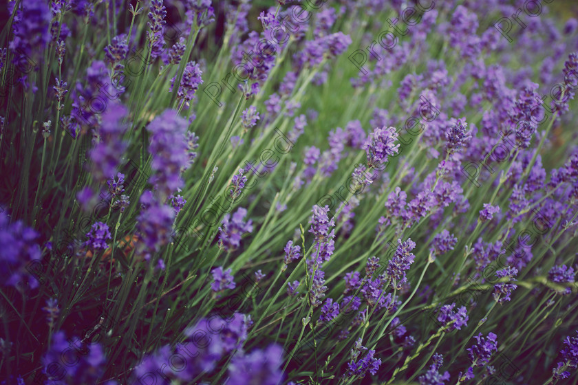 Nature and floral 003 
 Lavender 
 Keywords: lavendar, herbal, closeup, blooming, natural, state, agriculture, lavender flower, green, farmland, aroma, flower, botanical, growing, fragrant, aromatic, summer, perfume, fragrance, gardening, close-up, medicine, macro, lavender, purple, bush, up, scented, english, garden, french, color, close, herb, nature, aromatherapy, lavender field, botany, relaxation