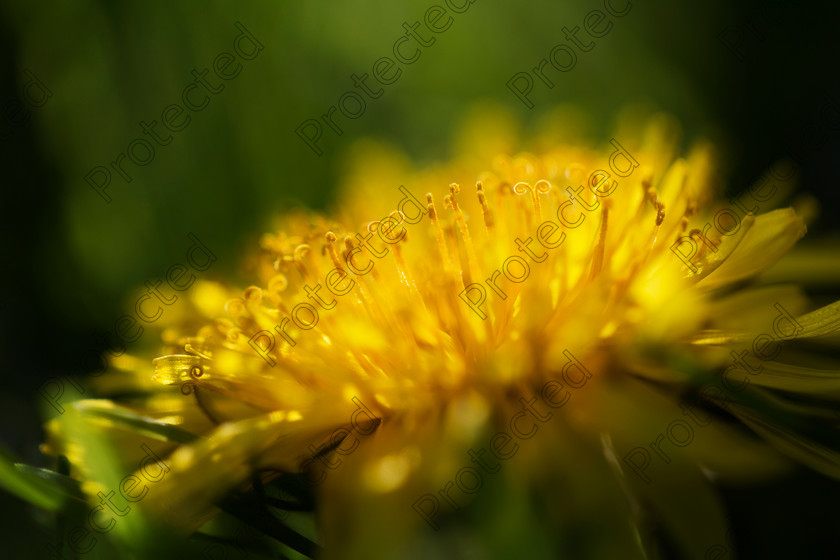 6H1C8805 
 Dandelion 
 Keywords: abstract, and, background, beautiful, beauty, black, blooming, blossom, botany, brown, close, closeup, dainty, dandelion, dandilion, dandylion, delicate, detail, fauna, flora, flower, fragile, fragility, fresh, head, lightweight, macro, nature, outdoors, parachute, petite, plant, pollen, pollinate, puff, round, season, seed, single, soft, spring, stem, structure, summer, texture, weed, white, wild