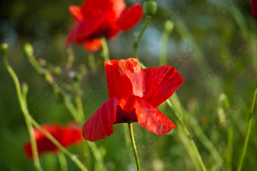 z Nature derby 367 
 Red poppy flower 
 Keywords: agriculture, background, beautiful, beauty, bloom, blossom, bud, closeup, color, countryside, field, flower, fragile, garden, gardening, grass, green, land, many, nature, plant, poppy, red, season, sky, summer, wild, wildflower