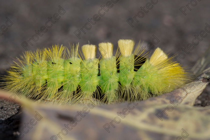 Caterpillar-004 
 Yellow caterpillar 
 Keywords: yellow, fluffy, stalk, caterpillar, background, green, red, black, health, wildlife