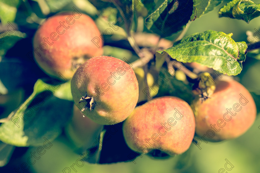 6H1C1538 
 Apples on tree 
 Keywords: orchard, apple, tree, nature, background, product, vintage, retro, wood, green, food, white, healthy, fresh, leaf, space, garden, fruit, organic, autumn, growth, branch, agriculture, ripe