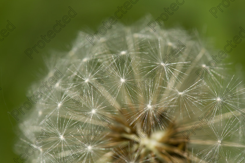 6H1C0787 
 Keywords: abstract, and, background, beautiful, beauty, black, blooming, blossom, botany, brown, close, closeup, dainty, dandelion, dandilion, dandylion, delicate, detail, fauna, flora, flower, fragile, fragility, fresh, head, lightweight, macro, nature, outdoors, parachute, petite, plant, pollen, pollinate, puff, round, season, seed, single, soft, spring, stem, structure, summer, texture, weed, white, wild