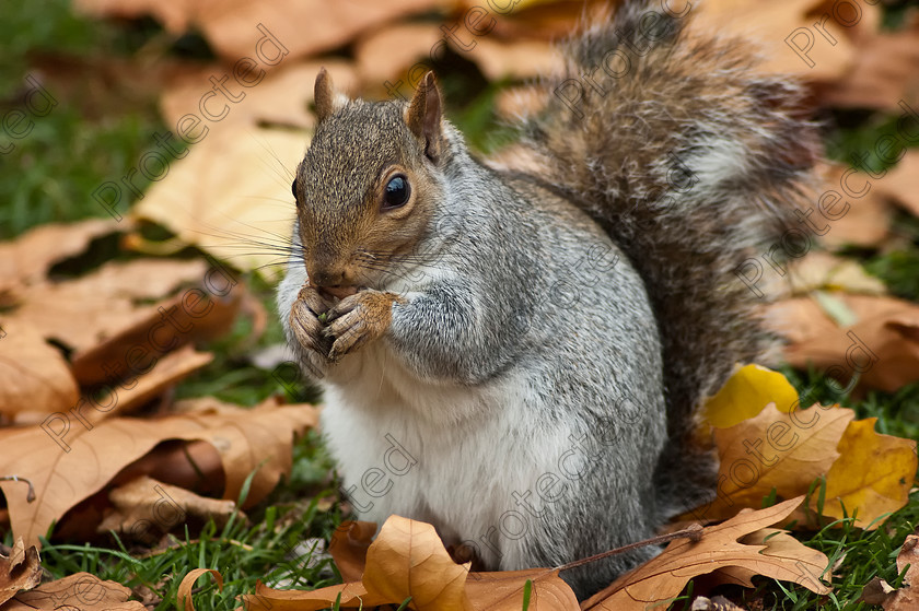 Squirrell 
 Little squirrel eating nut 
 Keywords: adorable, animal, autumn, brown, claws, closeup, creature, cute, eat, fauna, fluffy, fur, furry, grass, gray, green, gray, grey, leaves, mammal, natural, nature, nibbling, nut, outdoor, outside, park, rodent, small, squirrel, tail, wild, wildlife