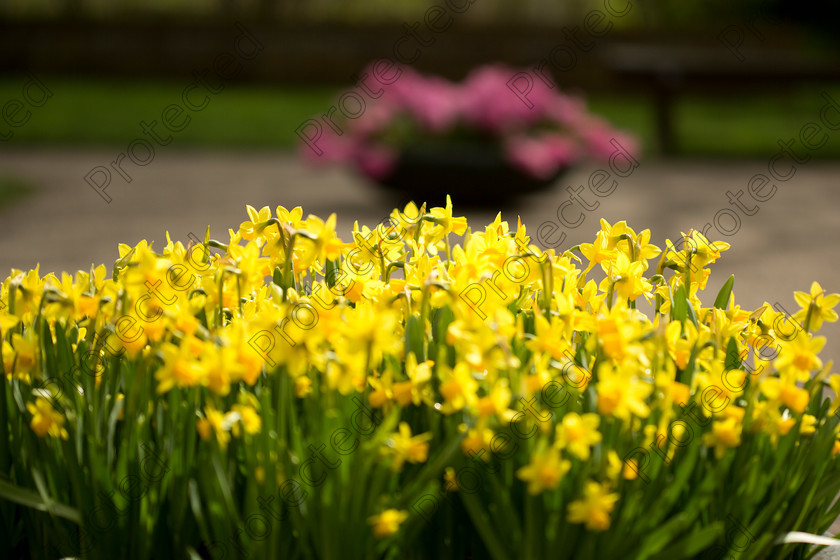 Daffodil-004
