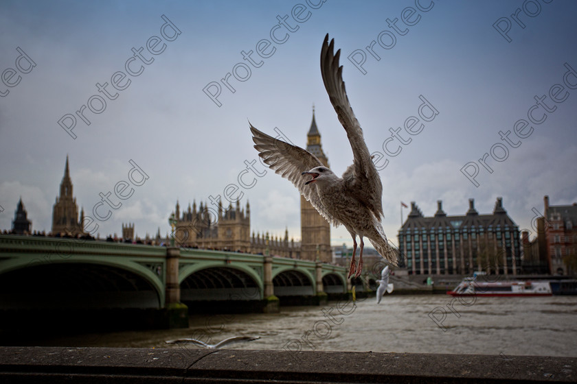 Houses of Parliament 001 
 London seagull 
 Keywords: london, uk, parliament, england, travel, touristic, ben, big, european, british, tower, embankment, historical, houses of parliament, river, day, urban, landmark, culture, attraction, sunny, history, big ben, street lights, building, sightseeing, lantern, britain, place, famous, architecture, city, outdoors, thames, vintage, scene, monument, clock, international, cityscape, capital