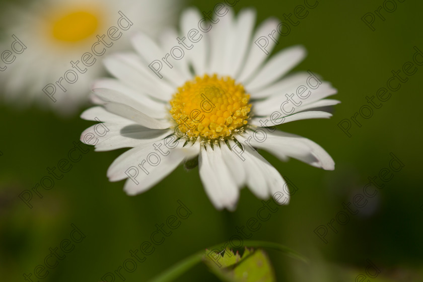 6H1C0805 
 Daisy 
 Keywords: bloom, blooming, botany, bright, chamomile, close, closeup, color, daisy, decoration, detail, environment, flora, flower, garden, green, herb, idyllic, macro, meadow, nature, nobody, ornament, ornamental, outdoor, plant, season, spring, stem, summer, sunny, up, vertical, vibrant, white