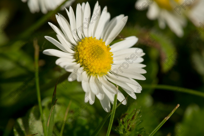 6H1C0808 
 Daisy 
 Keywords: bloom, blooming, botany, bright, chamomile, close, closeup, color, daisy, decoration, detail, environment, flora, flower, garden, green, herb, idyllic, macro, meadow, nature, nobody, ornament, ornamental, outdoor, plant, season, spring, stem, summer, sunny, up, vertical, vibrant, white