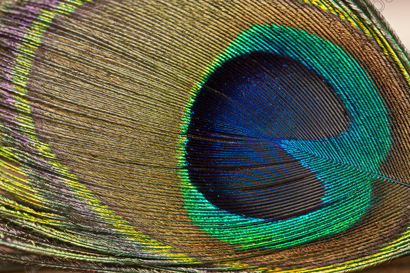 6H1C8866 
 Feather 
 Keywords: birds, feather details, feathers, greens, macro, peacock, peacock feathers