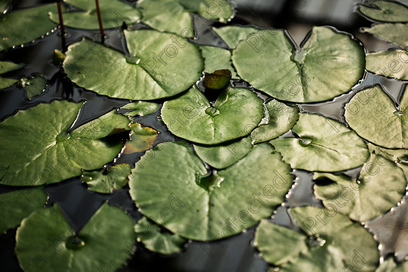 Waterlily-005
