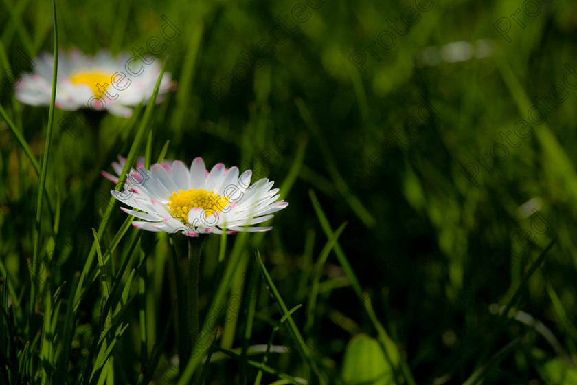 6H1C8800 
 Daisies 
 Keywords: bloom, blooming, botany, bright, chamomile, close, closeup, color, daisy, decoration, detail, environment, flora, flower, garden, green, herb, idyllic, macro, meadow, nature, nobody, ornament, ornamental, outdoor, plant, season, spring, stem, summer, sunny, up, vertical, vibrant, white