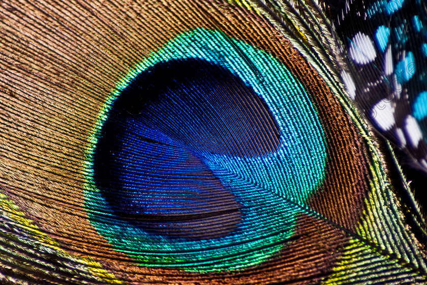 Peacock feather 002 
 Peacock feather 
 Keywords: birds, feather details, feathers, greens, macro, peacock, peacock feathers
