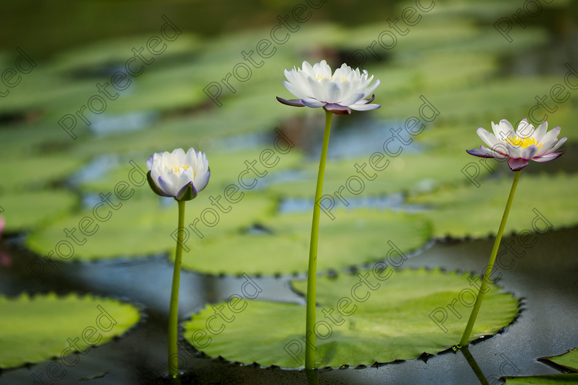 Waterlily-002