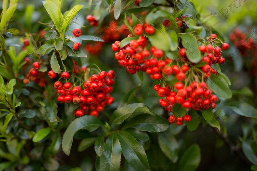 Pyracantha-002 
 Firethorn 
 Keywords: pyracantha, autumn, forest, advertisement, tree, photo, park, green, yellow, leaf, botanical, bright, orange, card, berries, sun, abstract, macro, season, autumn tree, flora, wood, greeting card, up, close up, garden, cover, color, close, fall, postcard, plant, copy space, leafage, beauty, outdoors, picture, sky, banner, placard, yard, fruit, beautiful, background, silhouette, branch, nature, image, timber, firethorn