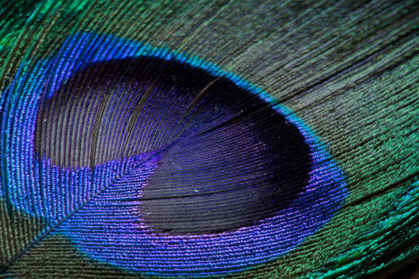 6H1C8875 
 Feather 
 Keywords: birds, feather details, feathers, greens, macro, peacock, peacock feathers