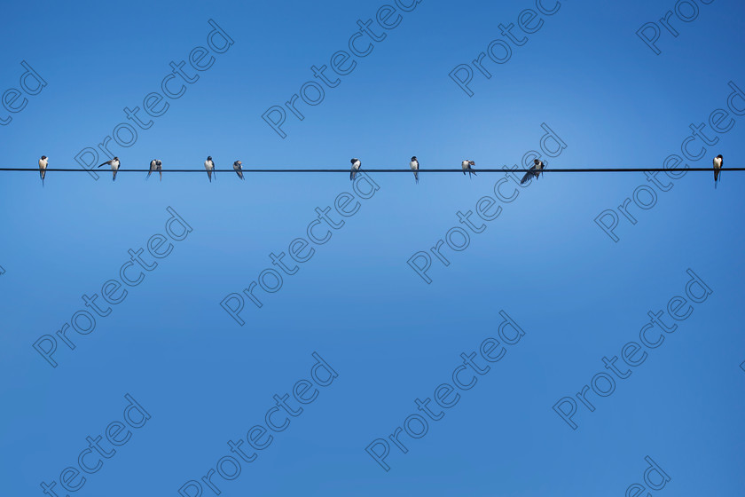 Birds-on-wire-001 
 Birds on wire against blue sky 
 Keywords: bird, wire, swallow, wings, spring, flock, group, blue, sky, wild, animal, line, blue,