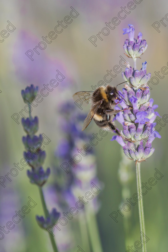 Bumble-bee-on-lavender-003-full-res 
 Bumble bee on lavender 
 Keywords: bombus, uk, honey, natural, park, spring, flower, yellow, field, bumble, summer, nectar, bee, black, pollen, lavender, purple, england, garden, color, colorful, plant, insect, carpenter, terrestris, norfolk, beautiful, background, nature, large