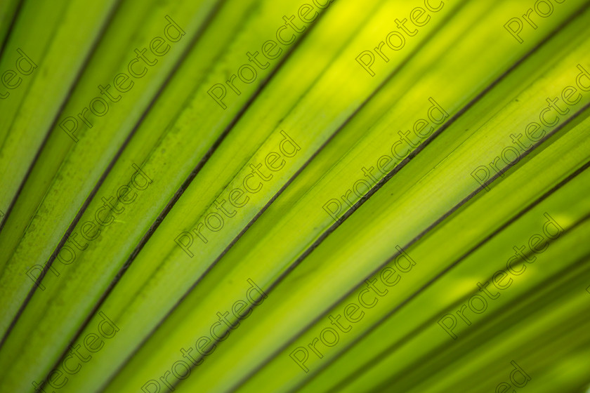 Green-001 
 Leaf close up 
 Keywords: leaf, close up, texture, green, palm, background, backlit