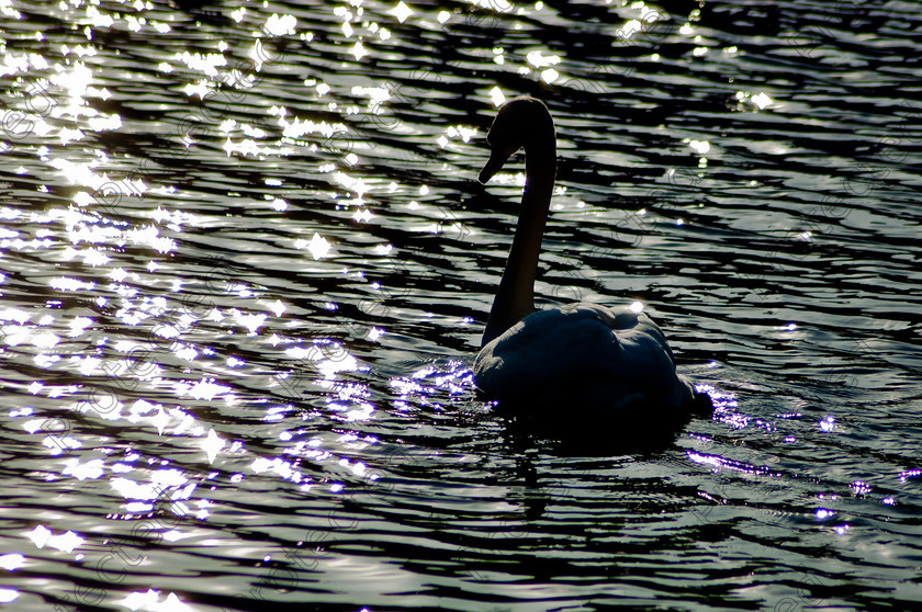DSC 0349 
 Silhouette of a swan 
 Keywords: sunset, water, nature, blue, swan, background, white, animal, dusk, landscape, beautiful, reflection, beauty, sky, outdoor, wave, bird, long, sunrise, mystical, colorful, one, river