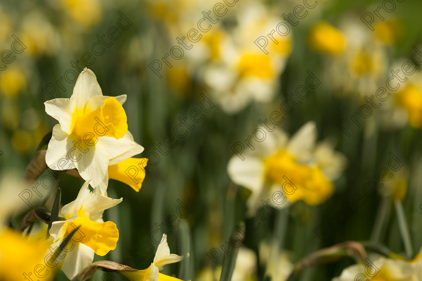Daffodil-003