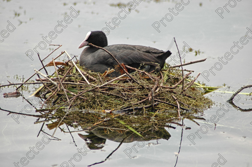 Black-coot 
 Nesting black coot 
 Keywords: nesting, black, coot, bird, wildlife, nest, water