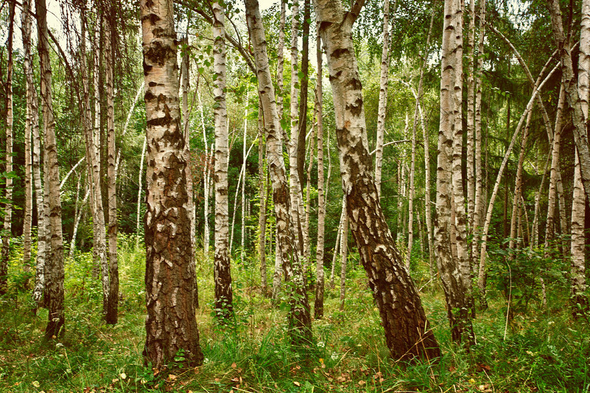 Birch forrest full res 
 Birch forest 
 Keywords: birch, forest, wood, tree, summer, green, grass