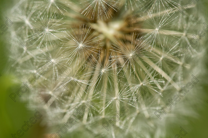 6H1C0785 
 Keywords: abstract, and, background, beautiful, beauty, black, blooming, blossom, botany, brown, close, closeup, dainty, dandelion, dandilion, dandylion, delicate, detail, fauna, flora, flower, fragile, fragility, fresh, head, lightweight, macro, nature, outdoors, parachute, petite, plant, pollen, pollinate, puff, round, season, seed, single, soft, spring, stem, structure, summer, texture, weed, white, wild