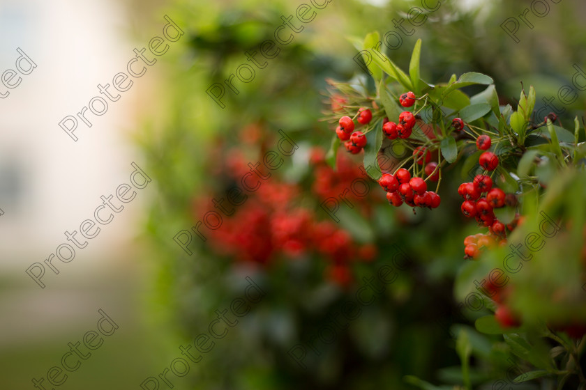 Pyracantha-004 
 Firethorn 
 Keywords: pyracantha, autumn, forest, advertisement, tree, photo, park, green, yellow, leaf, botanical, bright, orange, card, berries, sun, abstract, macro, season, autumn tree, flora, wood, greeting card, up, close up, garden, cover, color, close, fall, postcard, plant, copy space, leafage, beauty, outdoors, picture, sky, banner, placard, yard, fruit, beautiful, background, silhouette, branch, nature, image, timber, firethorn