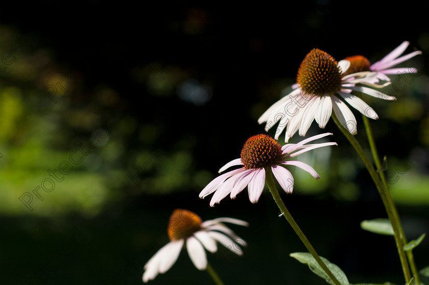 DSC 0020 
 Echinacea flowers 
 Keywords: alternative, background, beauty, blooming, blossom, botanical, bright, closeup, echinacea, floral, flower, fragility, green, healthcare, healthy, herb, herbal, homeopathic, medicine, nature, nobody, outdoors, perennial, petals, pink, pistil, plant, spiked, summer