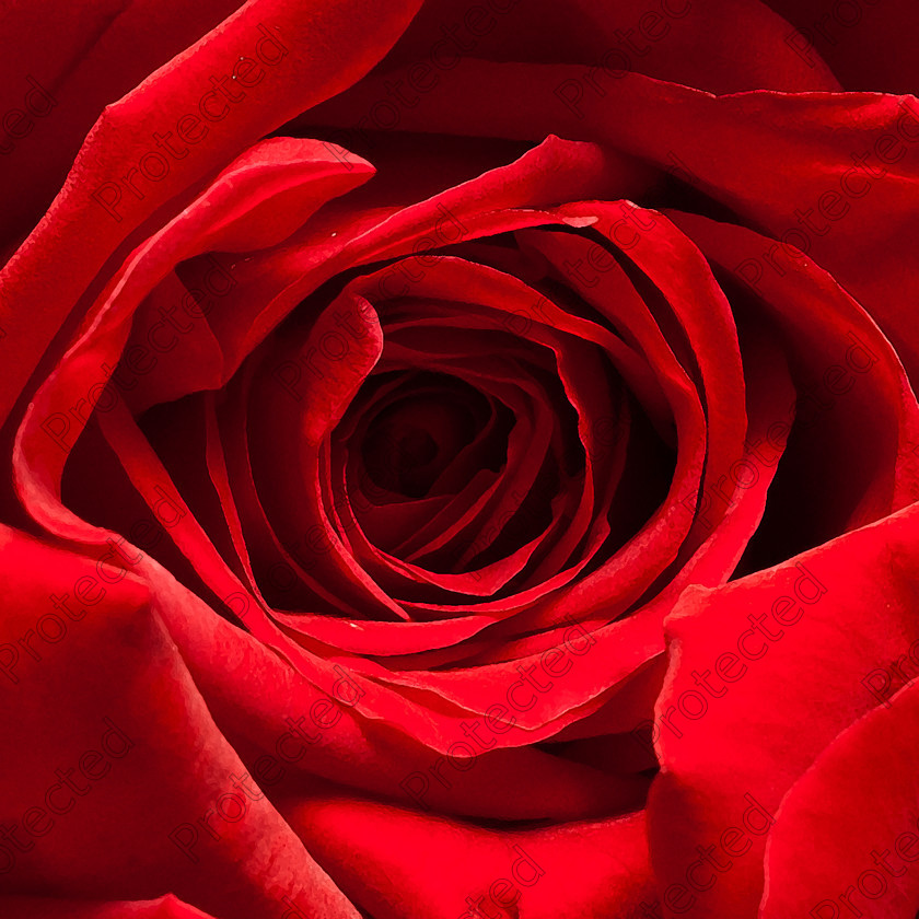 rose 2 
 Red rose close-up 
 Keywords: abstract, aroma, background, beautiful, bloom, botany, close, close up, closeup, colour, color, concept, day, floral, flower, fresh, macro, nature, open, passion, petal, red, romance, romantic, rose, seasonal, shallow, special, texture, up, valentine