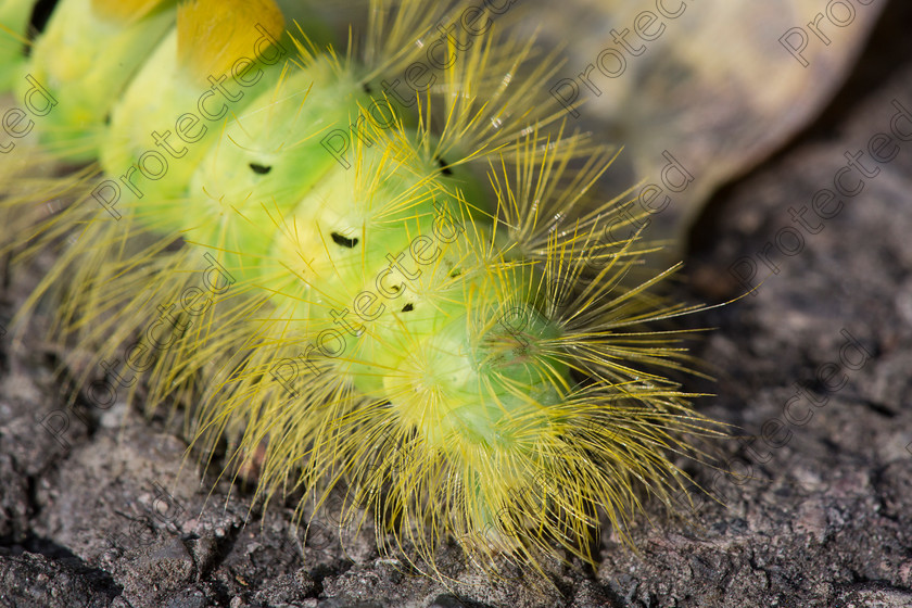 Caterpillar-008 
 Yellow caterpillar 
 Keywords: yellow, fluffy, stalk, caterpillar, background, green, red, black, health, wildlife