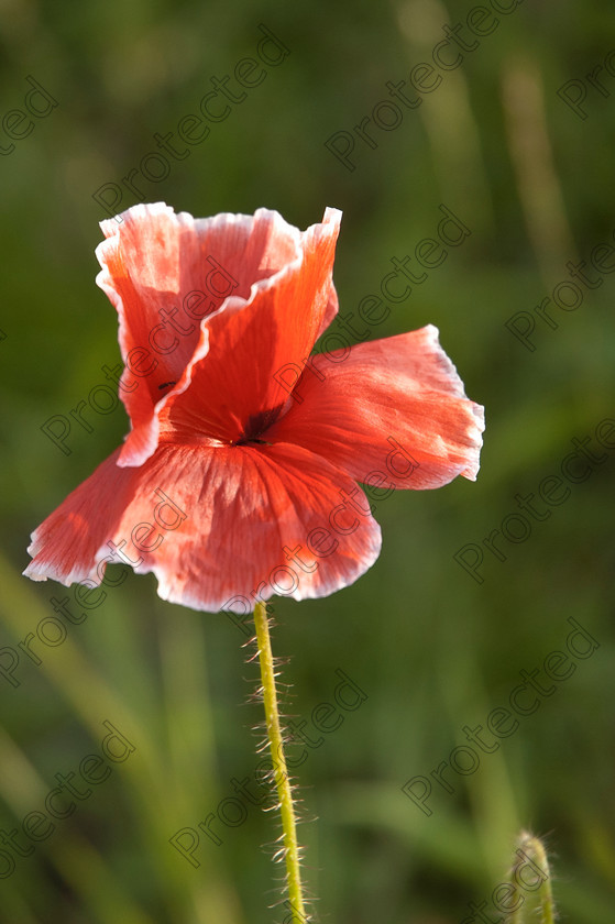 derby 365 
 Red poppy 
 Keywords: beautiful, beauty, bloom, bud, close, color, common, day, decoration, environment, field, flake, flowers, garden, grass, green, growing, leaves, meadow, natural, nature, outdoor, poland, protected, season, spring, stamens, stem, summer, up, weather