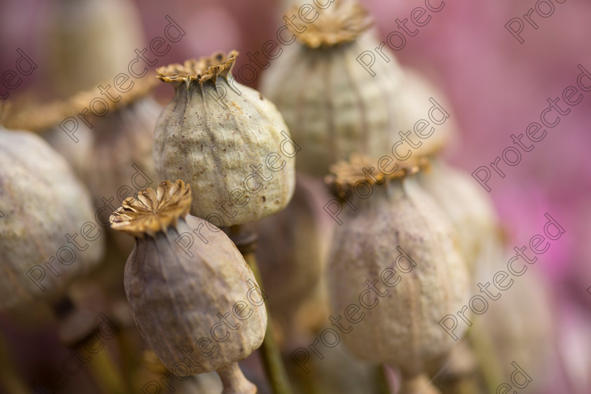 Dried-flowers-012 
 Dried flowers 
 Keywords: Flower, Close-Up, Red, Orange, Outdoors, Bundle, Brown, Field, Macro, Flora, Stem, Seed, Group of Objects, Blurred Motion, Herb, Bunch, Cut Flowers, Backgrounds, Nature, Dry, Rustic, Decoration, Dried Flower, Pink