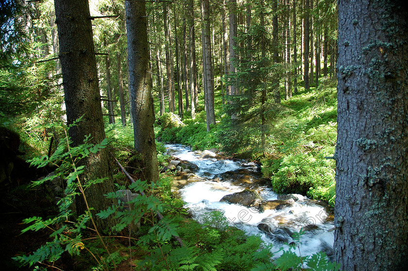 Slovakia DSC 0329 
 Forest during summer with stream 
 Keywords: branch, bright, color, deciduous, foliage, forest, forrest, fresh, green, growth, leaf, light, morning, nature, outdoor, outside, plant, river, scene, scenery, season, shadow, spring, stream, summer, sun, sunlight, sunshine, tree, trunk, wood