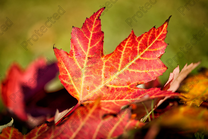 6H1C9782 
 Red and Yellow Leaves 
 Keywords: abstract, autumn, background, beautiful, beauty, branch, bright, change, close-up, colored, colors, day, decoration, directly, fall, focus, foliage, forest, front, green, group, hanging, leaves, lush, nature, nobody, november, objects, october, outdoors, park, pattern, plant, red, saturated, scene, season, selective, sunlight, symbol, texture, tree, twig, vein, vertical, vibrant, woods