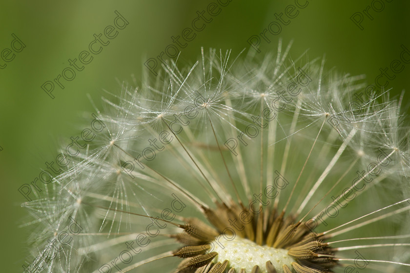 6H1C0790 
 Keywords: abstract, and, background, beautiful, beauty, black, blooming, blossom, botany, brown, close, closeup, dainty, dandelion, dandilion, dandylion, delicate, detail, fauna, flora, flower, fragile, fragility, fresh, head, lightweight, macro, nature, outdoors, parachute, petite, plant, pollen, pollinate, puff, round, season, seed, single, soft, spring, stem, structure, summer, texture, weed, white, wild