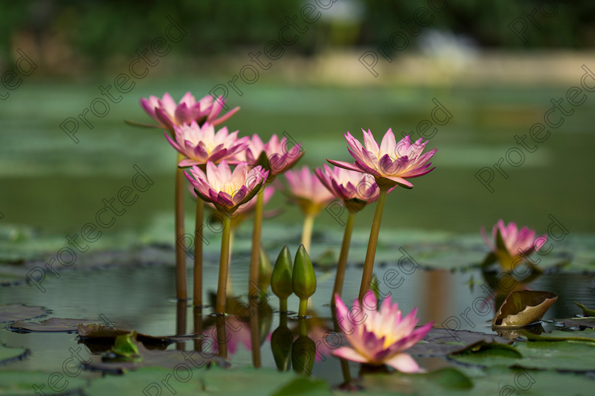 Waterlily-001