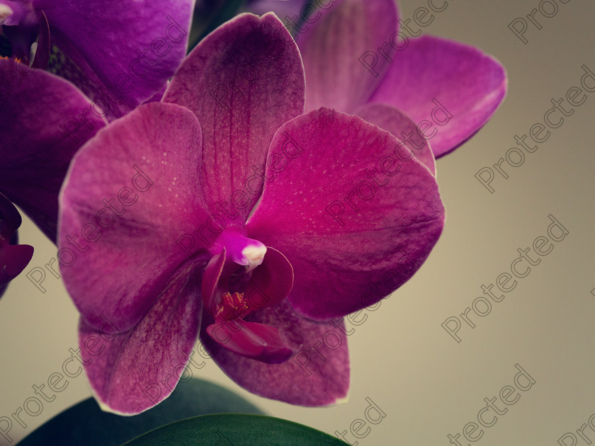 6H1C0552 
 Orchid 
 Keywords: branch, bridal, flower, garden, moth, nature, orchid, petal, phalanopsis, pink, pistil, purple, shower, stamen
