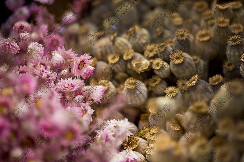 Dried-flowers-005 
 Dried flowers 
 Keywords: Flower, Close-Up, Red, Orange, Outdoors, Bundle, Brown, Field, Macro, Flora, Stem, Seed, Group of Objects, Blurred Motion, Herb, Bunch, Cut Flowers, Backgrounds, Nature, Dry, Rustic, Decoration, Dried Flower, Pink