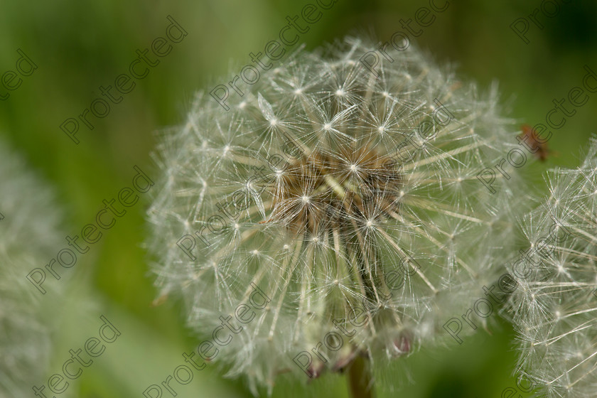6H1C0765 
 Keywords: abstract, and, background, beautiful, beauty, black, blooming, blossom, botany, brown, close, closeup, dainty, dandelion, dandilion, dandylion, delicate, detail, fauna, flora, flower, fragile, fragility, fresh, head, lightweight, macro, nature, outdoors, parachute, petite, plant, pollen, pollinate, puff, round, season, seed, single, soft, spring, stem, structure, summer, texture, weed, white, wild