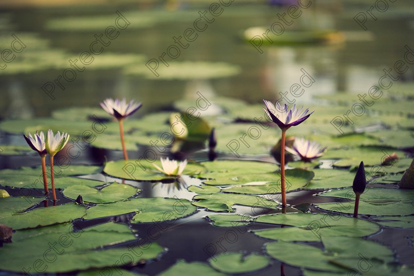 Waterlily-004