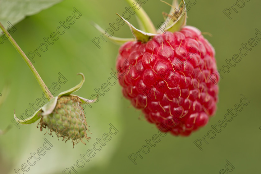 Raspberries-002 
 Raspberries on branch 
 Keywords: autumn, background, beautiful, berry, branch, bunch, bush, close-up, color, cultivated, eating, farm, food, freshness, fruit, garden, gourmet, green, group, growth, harvesting, healthy, ingredient, juicy, leaf, lifestyle, macro, natural, nature, nobody, organic, outdoors, overripe, picking, plant, purple, raspberry, raw, red, refreshment, ripe, summer, sweet, thorn, twig