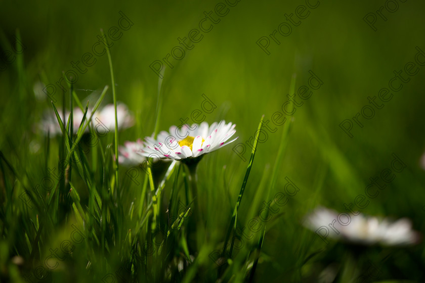 6H1C8809 
 Daisies 
 Keywords: bloom, blooming, botany, bright, chamomile, close, closeup, color, daisy, decoration, detail, environment, flora, flower, garden, green, herb, idyllic, macro, meadow, nature, nobody, ornament, ornamental, outdoor, plant, season, spring, stem, summer, sunny, up, vertical, vibrant, white