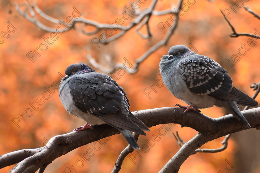 Pigeons 
 Two pigeons sitting on a branch 
 Keywords: animal, autumn, avian, bird, blue, branch, dove, feather, fly, free, freedom, nature, outdoors, park, pigeon, travel, tree, white, wildlife